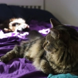 One brown cat in the foreground, looking to the left.  A black cat out of focus in the background bathing in the sunlight.